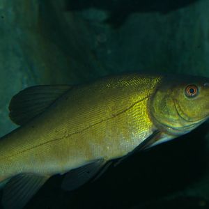 tench (Tinca tinca)