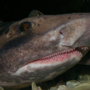 carpet shark (Cephaloscyllium isabellum)