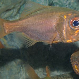 common roughy (Paratrachichthys trailli)
