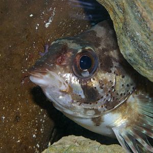 silverspot (Threpterius maculosus)