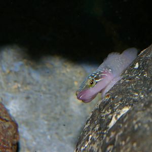 urchin clingfish (Dellichthys morelandi)