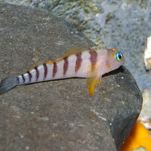blue-eyed triplefin (Notoclinops segmentatus)