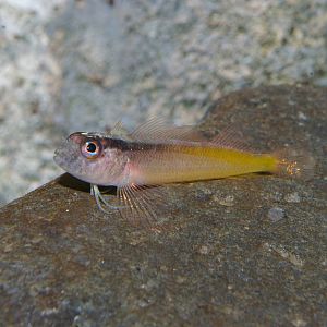 yellow-and-black triplefin (Forsterygion flavonigrum)