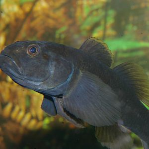 male common bully (Gobiomorphus cotidianus) in breeding colours