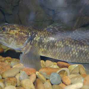 female common bully (Gobiomorphus cotidianus)