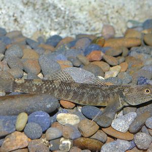 bluegill bully (Gobiomorphus hubbsi)