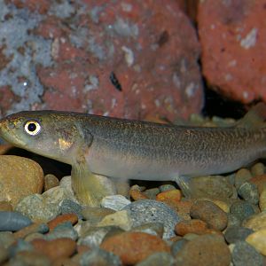 koaro (Galaxias brevipennis)