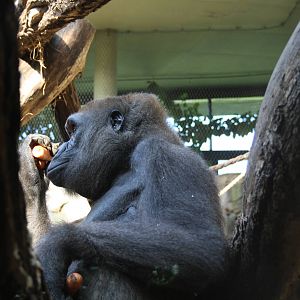 Gorilla - 4 June 2010