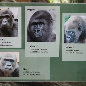 Gorilla info - 4 June 2010