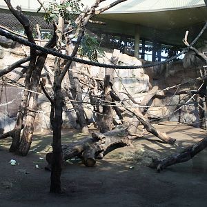 Indoor gorilla area - 4 June 2010