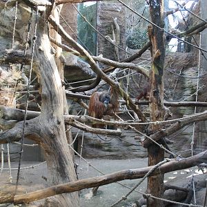 Indoor orangutan area - 4 June 2010