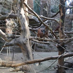 Indoor orangutan area - 4 June 2010