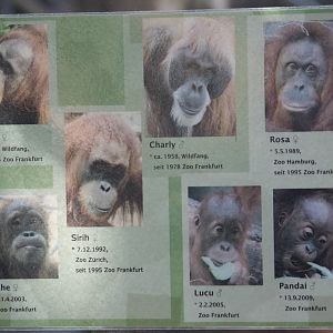 Orangutan info - 4 June 2010