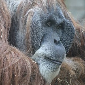 Charly - 4 June 2010