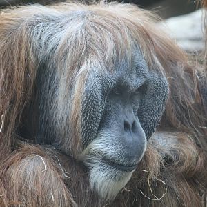 Charly - 4 June 2010