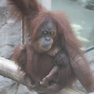 Rosa and Pandai - 4 June 2010