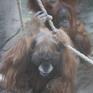 Orangutans - 4 June 2010