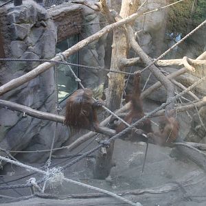 Oranguatns - 4 June 2010