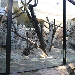 Indoor bonobo area - 4 June 2010