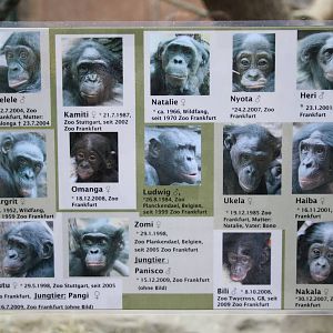 Bonobo info - 4 June 2010