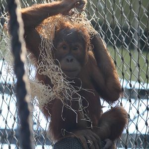 Young orangutan - 4 June 2010