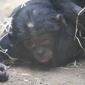 Baby bonobo - 4 June 2010