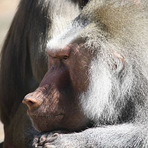 Hamadryas baboon - 4 June 2010