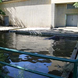 Hippo enclosure - 4 June 2010