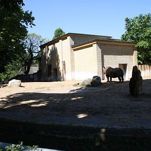 Black rhino area - 4 June 2010