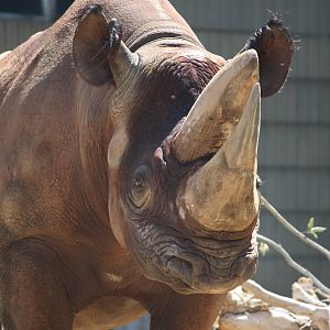 Black rhino - 4 June 2010