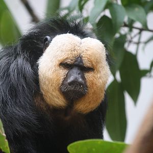 White faced saki - 4 June 2010