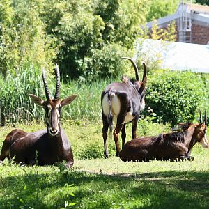 Rappenantilope - 4 June 2010