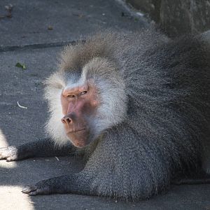Hamadryas baboon - 4 June 2010