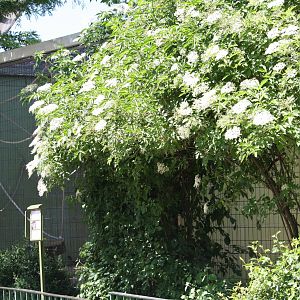 Older style primate enclosures - 4 June 2010