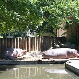 Hippo enclosure - 4 June 2010