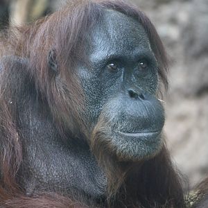 Oranguatan - 4 June 2010