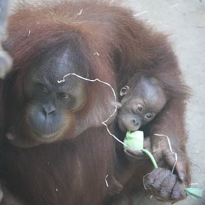 Rosa and baby - 4 June 2010