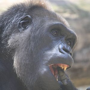 Gorilla - 4 June 2010