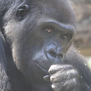 Gorilla - 4 June 2010