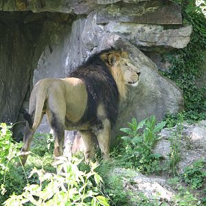Asian lion - 4 June 2010