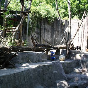 Bear pit - 4 June 2010