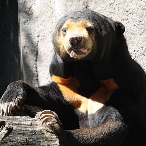 Malayan sun bear - 4 June 2010