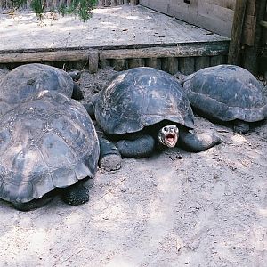Galapagos tortoise