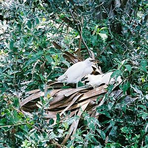 Egret Chick found in the Rookery
