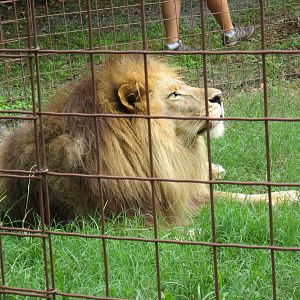 Lion in exhibit with white tiger