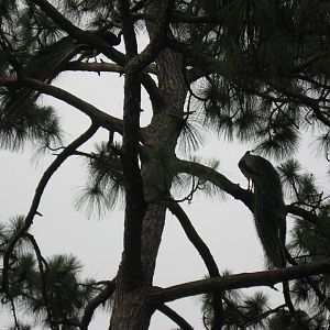 Peacocks in pines