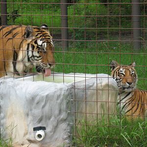Two of the tigers near their water