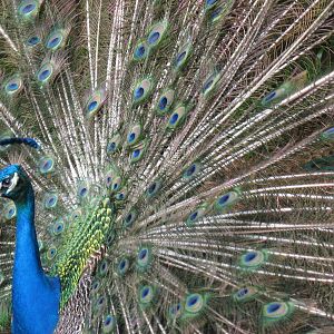 Peacock Displaying