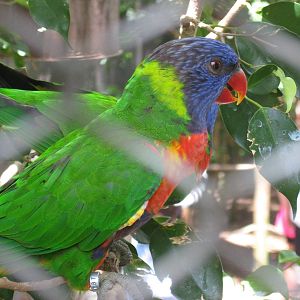 Parrot in Aviary