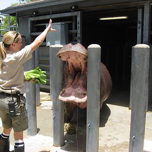 Hippo Feeding